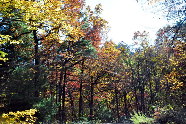 fall colors on a narrow, curvy, dirt road